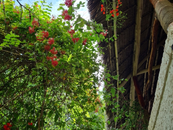 Villa for sale jambiani Zanzibar 2